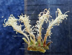  Calyx lobes, corolla and stamens